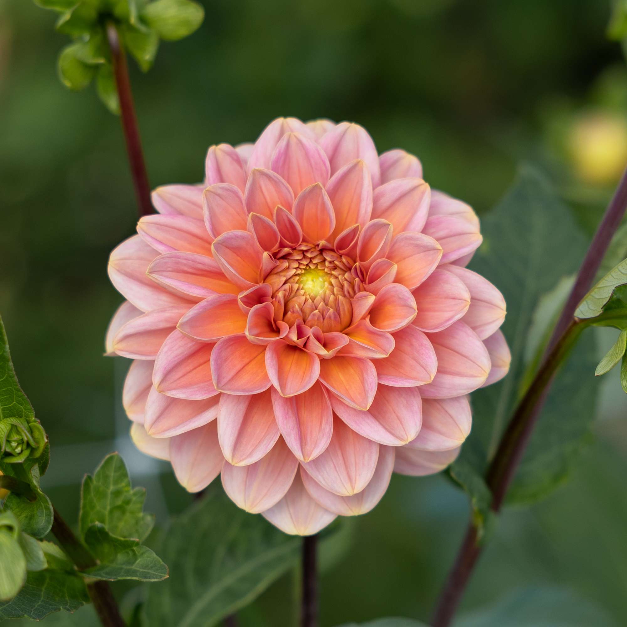Dahlia 'Rosario'